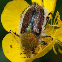 Pygopleurus chrysonotus